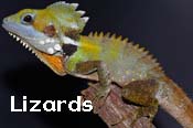 Squamata - snakes and lizards