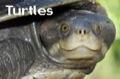 Turtles and tortoises