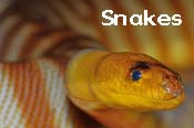 Squamata - snakes and lizards