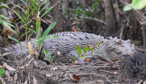 saltwater crocodile (Crocodylus porosus)