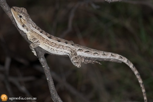 Burns' dragon (Amphibolurus burnsi)