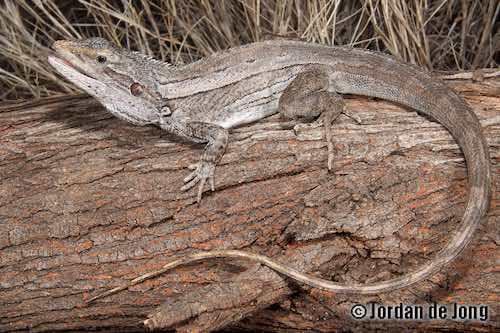 centralian lashtail dragon (Amphibolurus centralis)