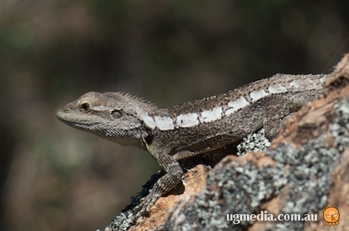 jacky dragon (Amphibolurus muricatus)