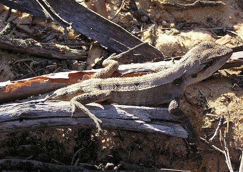 mallee tree dragon (Amphibolurus norrisi)