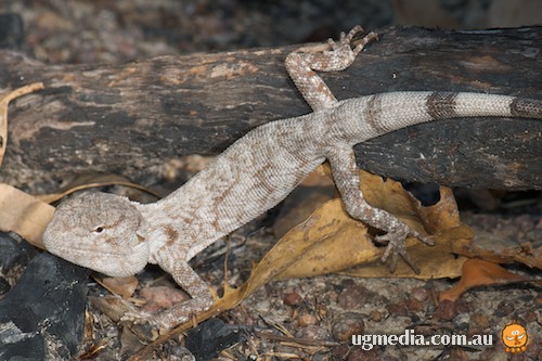 chameleon dragon (Chelosania brunnea)