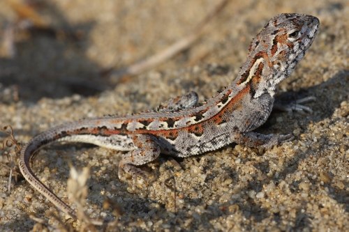 western heath dragon (Ctenophorus adelaidensis)