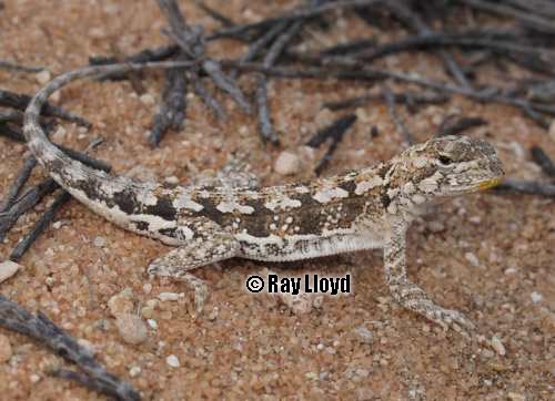 Shark Bay heath dragon (Ctenophorus butleri)