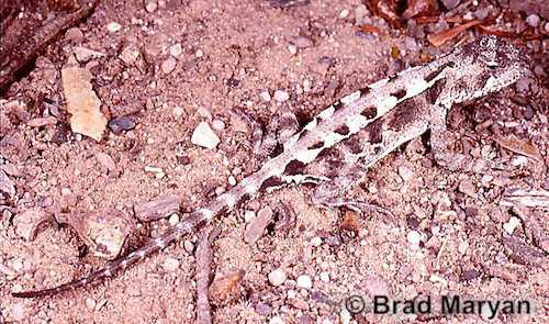 eastern heath dragon (Ctenophorus chapmani)