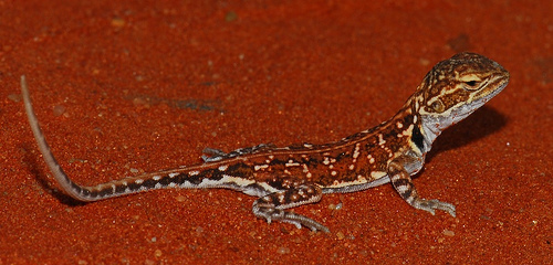 black-collared dragon (Ctenophorus clayi)