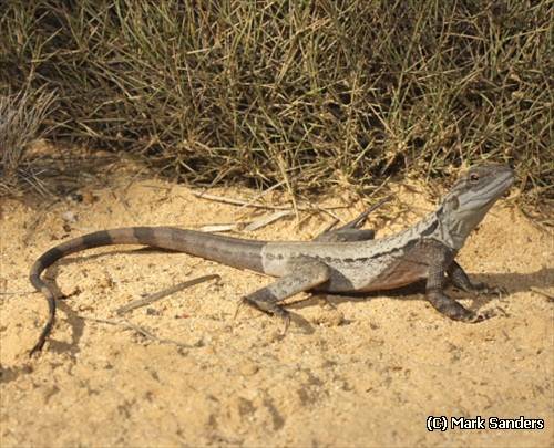 crested dragon (Ctenophorus cristatus)