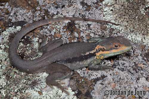 tawny dragon (Ctenophorus decresii)