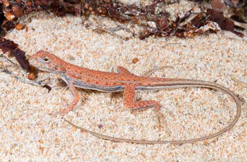 long-tailed sand-dragon (Ctenophorus femoralis)