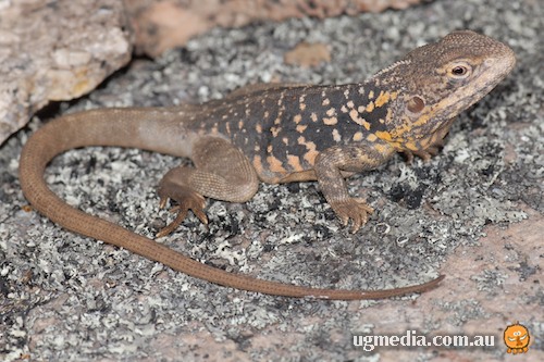 Peninsula dragon (Ctenophorus fionni)