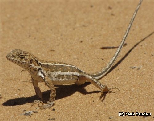mallee military dragon (Ctenophorus fordi)
