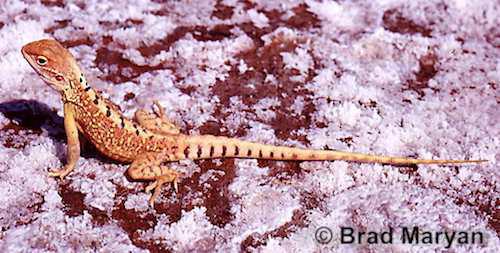 Lake Disappointment dragon (Ctenophorus nguyarna)