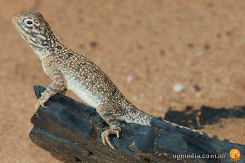 central netted dragon (Ctenophorus nuchalis)
