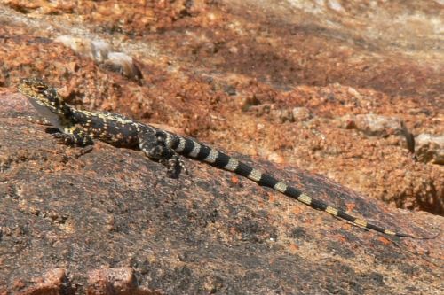 ornate dragon (Ctenophorus ornatus)