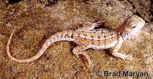 Gnaraloo heath dragon (Ctenophorus parviceps)