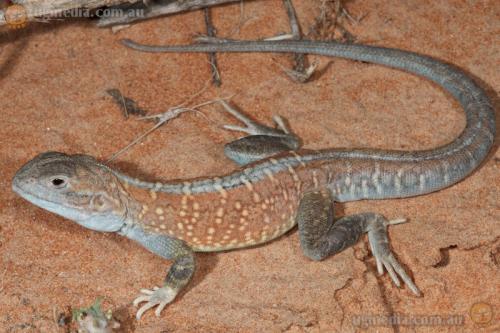 painted dragon (Ctenophorus pictus)