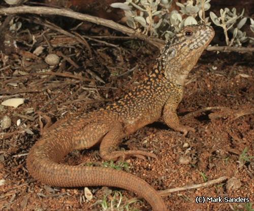 western netted dragon (Ctenophorus reticulatus)