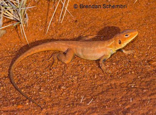 reddening sand-dragon (Ctenophorus rubens)