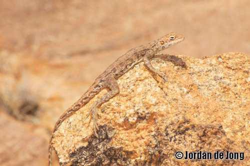 rusty dragon (Ctenophorus rufescens)