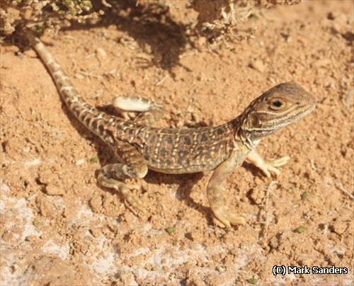 claypan dragon (Ctenophorus salinarum)