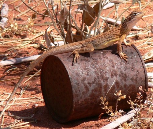 lozenge-marked dragon (Ctenophorus scutulatus)