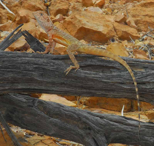 Slater's ring-tailed dragon (Ctenophorus slateri)
