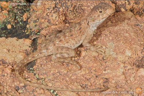 ochre dragon (Ctenophorus tjantjalka)