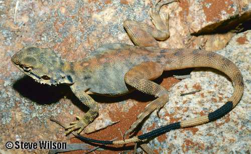 Yinnietharra rock dragon (Ctenophorus yinnietharra)