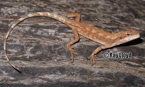 mulga dragon (Diporiphora amphiboluroides)