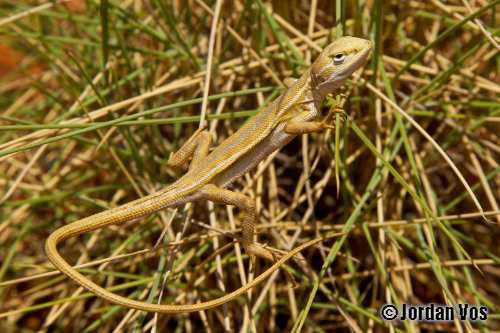 northern Pilbara tree dragon (Diporiphora vescus)