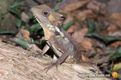 Boyd's forest dragon (Hypsilurus boydii)