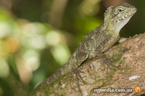 rainforest dragon (Hypsilurus spinipes)
