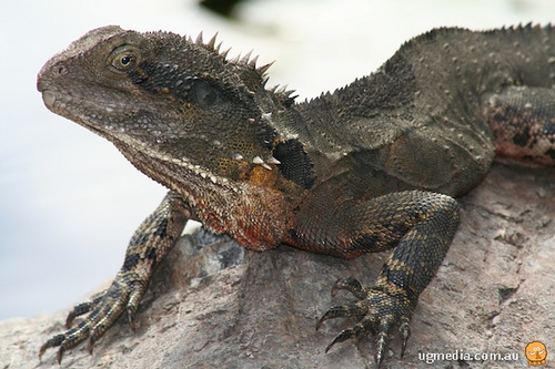 eastern water dragon (Intellagama lesueurii)