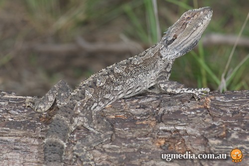 eastern bearded dragon (Pogona barbata)