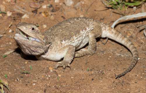 downs bearded dragon (Pogona henrylawsoni)