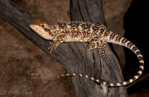 small-scaled bearded dragon (Pogona microlepidota)