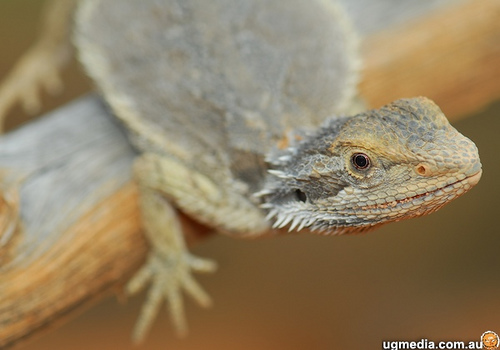 dwarf bearded dragon (Pogona minor)