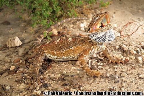 Nullarbor bearded dragon (Pogona nullarbor)