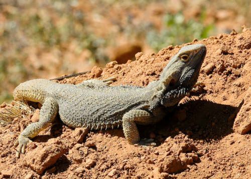 inland bearded dragon (Pogona vitticeps)