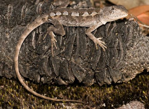 mountain dragon (Rankinia diemensis)