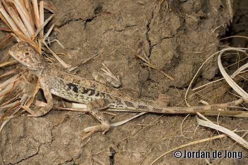 five-lined earless dragon (Tympanocryptis pentalineata)