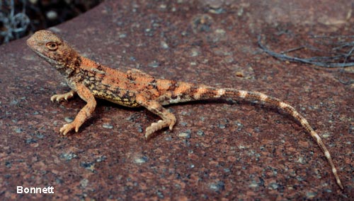 Eyrean earless dragon (Tympanocryptis tetraporophora)
