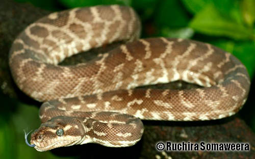 rough-scaled python (Morelia carinata)