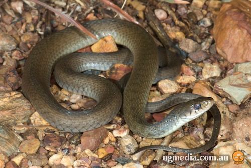 keelback (Tropidonophis mairii)