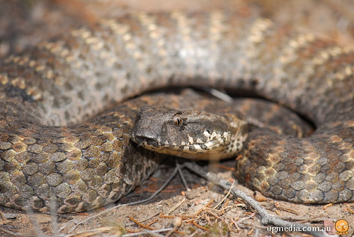 common death adder (Acanthophis antarcticus)