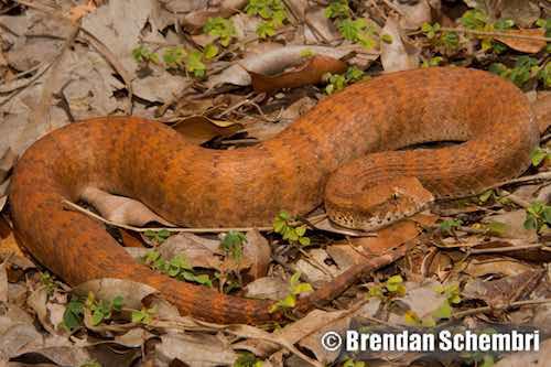Kimberley death adder (Acanthophis cryptamydros)