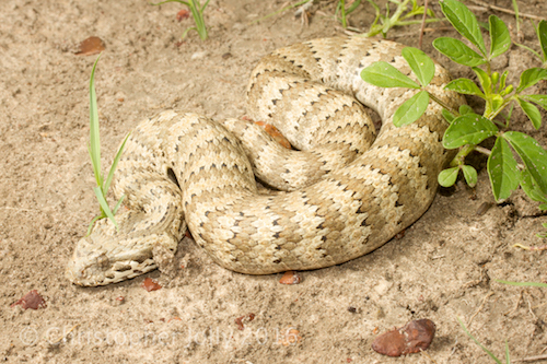 Barkly Death Adder (Acanthophis hawkei)